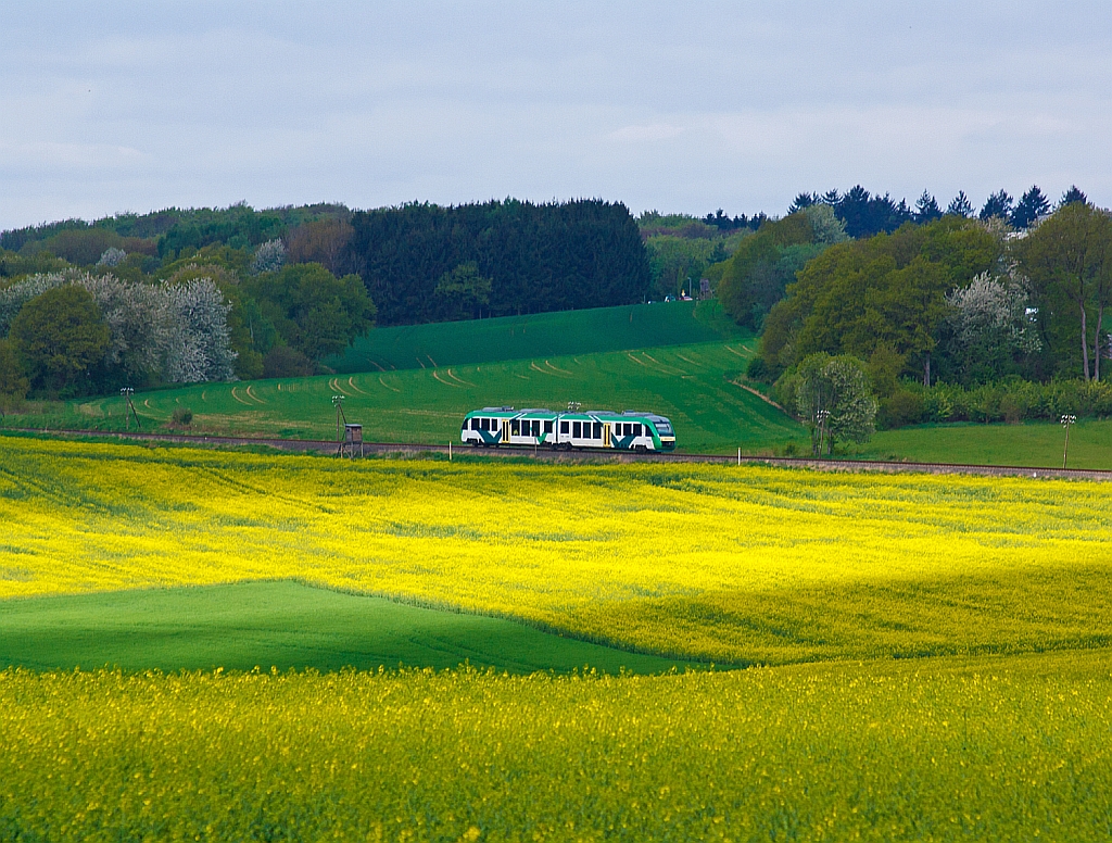 Der VT 268 der vectus (ein Alstom Coradia LINT 41) fhrt am 10.05.2013 ber den Oberwesterwald (KBS 461), hier kurz vor Hachenburg.
Er fhrt als RB 28 die Strecke Au/Sieg-Altenkirchen-Hachenburg-Westerburg-Limburg/Lahn.
Der Triebwagen mit den NVR-Nummern 95 80 0648 167-4/667-3 D-VCT wurde 2004 bei ALSTOM LHB unter der Fabrik-Nummer 1188-017 gebaut.