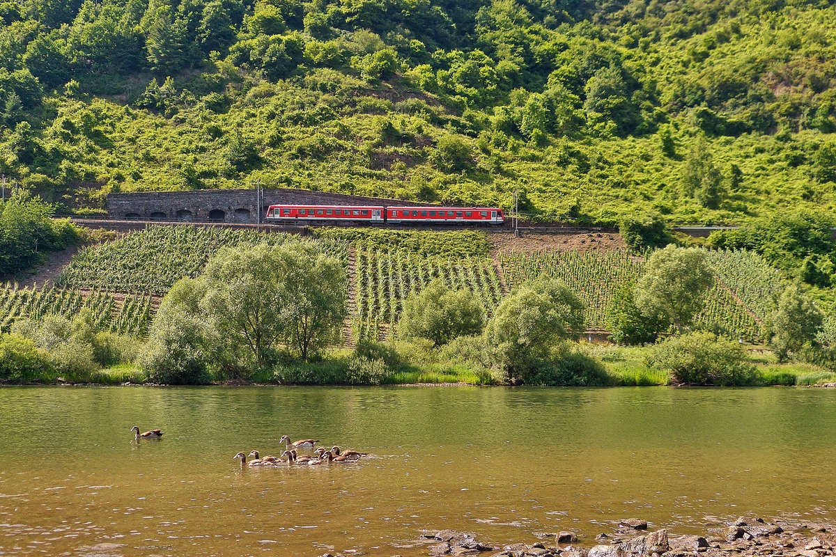 . Whrend die Gnsefamilie in Pnderich schwimmen geht, dieselt ein 628er aus Traben-Trarbach kommend in Richtung Bullay. 21.06.2014 (Jeanny)