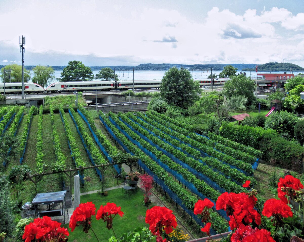 Am Bielersee: Zwei Intercityzüge Serie 500 unterwegs in die Westschweiz. Twann, 2.August 2025 