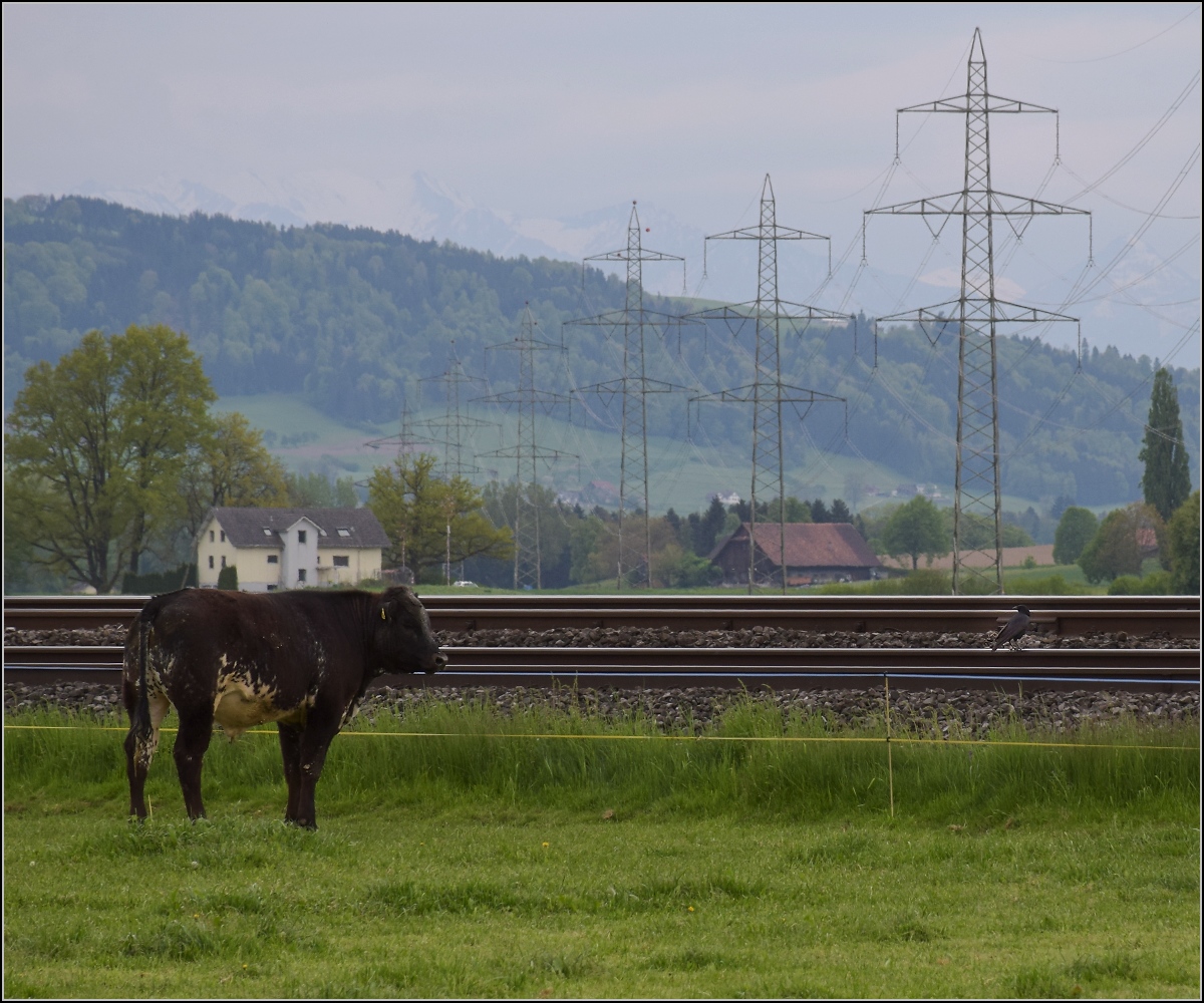 RABe-njagd (6)

Jetzt ist der RABe endlich aufgegleist. Noch schnell ein böser Blick hinterher, damit er nicht wiederkommt.

Reusshöfe, April 2022.
