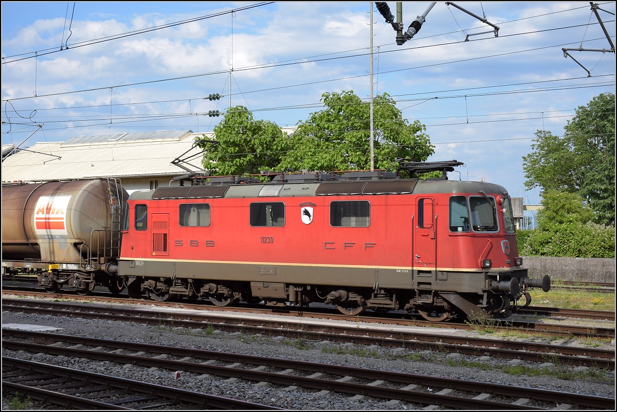 Wildsauenalarm in Konstanz. Ursprünglich hatten die Ae 6/6 alle Kantonswappen und weiterhin Städtewappen getragen. Als 1979 der Kanton Jura gegründet wurde musste das Wappen von Ae 6/6 11483  Porrentruy  dem Kantonswappen Jura weichen. Auf der Re 4/4<sup>II</sup> 11239 gab es Asyl. So ist die Wildsau noch immer unterwegs. Juni 2017.