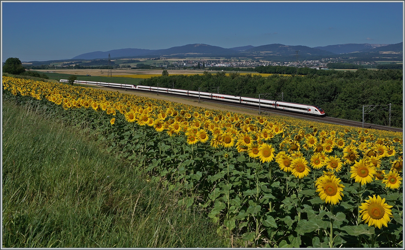 Während im Vordergrund ein Sonnenblumenfeld das Bild ziert, zeigen sich dahinter zwei ICN RBDe 500 als IC 5 auf dem Weg in Richtung Zürich. Im Hintergrund ist Orbe zu erkennen, das beim Bahnbau Lausanne - Yverdon buchstäblich links liegen gelassen wurde.
Das Bild entstand zwischen Essert-Pitet und Ependes.

12. Juli 2025