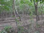 Die Natur erobert sich ihren Bestand im Naturpark Südgelände Berlin, ehemals Verschiebebahnhof Tempelhof zurück.