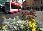 Straßenbahn / Stadtverkehr; Halle;   MGTK Nr.671 von Bombardier Baujahr 2004 an der Hst Alter Markt in Halle am 20.07.2019.