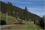 Der BLM Be 4/4 31 Lisi hat die Station Grütschalp (im Hintergrund, hinter den Tannen)  verlassen und ist nun auf dem Weg nach Mürren.