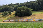 Sommerbild: Der BLS MUTZ 515 008 mit Werbung für Postfinance, Kehrsatz Nord. 1.Juli 2025 