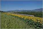 Zwei SBB ICN RABDe 500 sind zwischen Essert-Pittet und Ependes VD als IC5 519 auf dem Weg von Lausanne nach Rorschach. 
Die Strecke Lausanne -Yverdon wurde am 7. Mai 1855 von Bussigny nach Yverdon eröffnet und zwei Jahres später konnte der Betrieb bis Lausanne aufgenommen werden. Am 1. November 1921 wurde der Abschnitt Chavornay - Ependes und am 14. Mai 1933 der Abschnitt Ependes - Yverdon der seit dem 1. Februar 1925 elektrisch betriebenen Strecke doppelspurig ausgebaut.
Wobei anzumerken ist, dass der Doppelspurausbau der Strecke Lausanne - Biel/Bienne etappenweise schon 1872 begann und heute mit dem letzten Abschnitt Ligerz - Twann kurz vor der Vollendung steht.  

12. Juli 2025